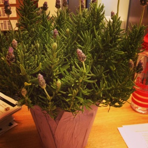 I foresee this lavender ending up in beverages... mmm...